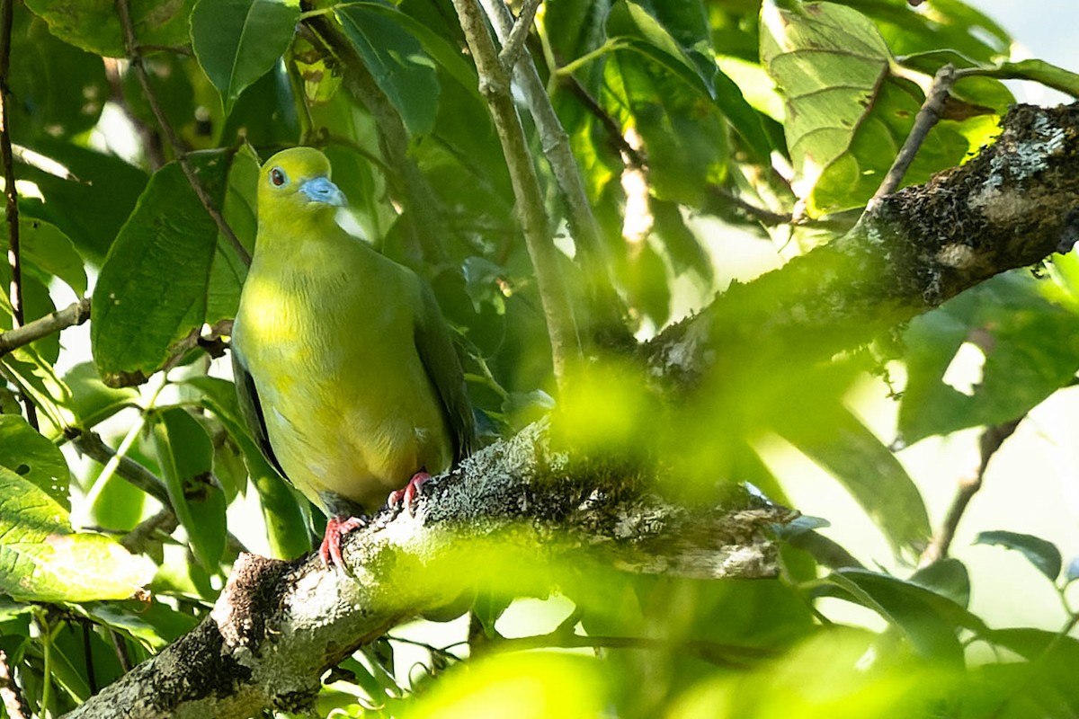 Wedge-tailed Green-Pigeon - ML620062728