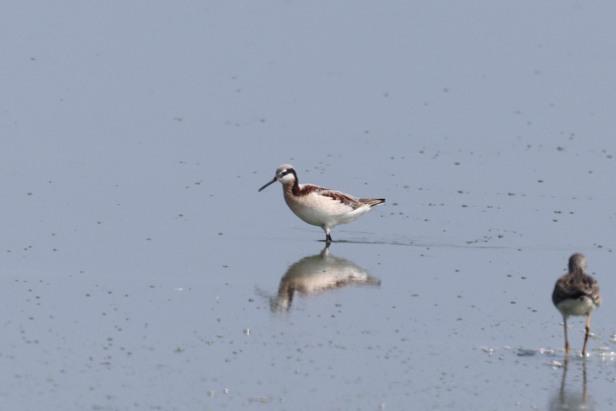 Wilson's Phalarope - ML620062730