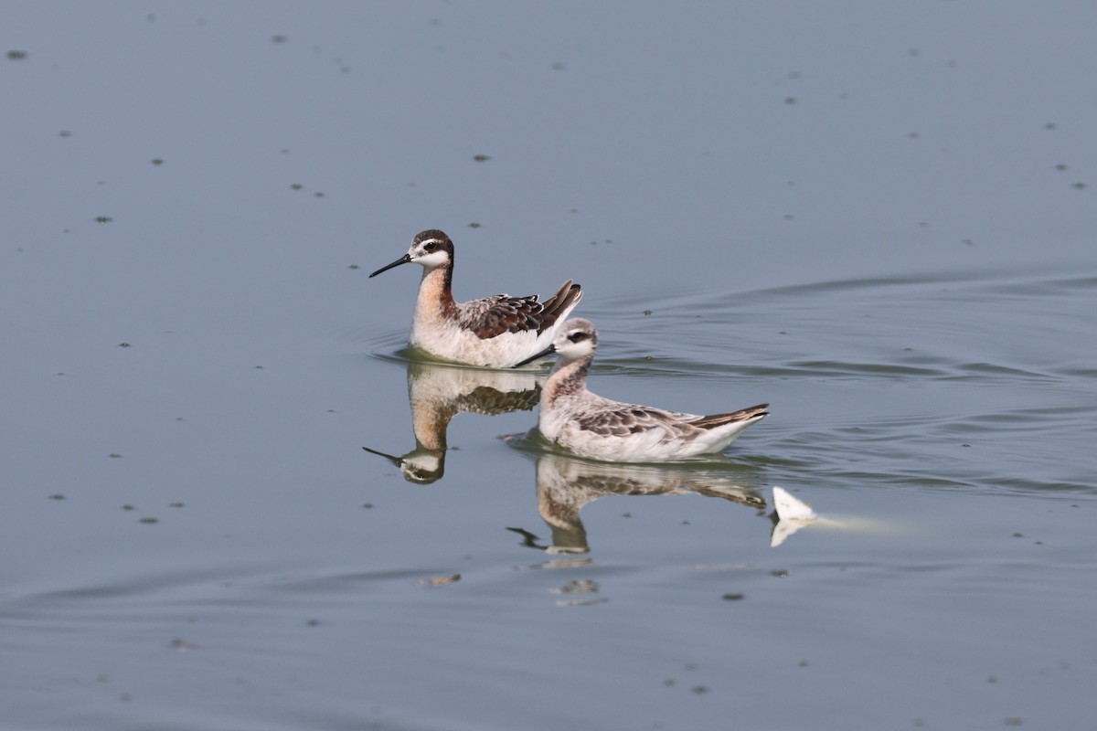 hvithalesvømmesnipe - ML620062732