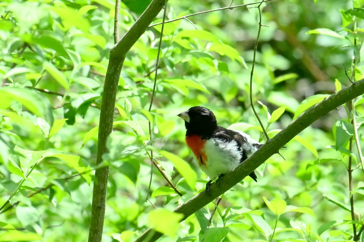 Rose-breasted Grosbeak - ML620062748