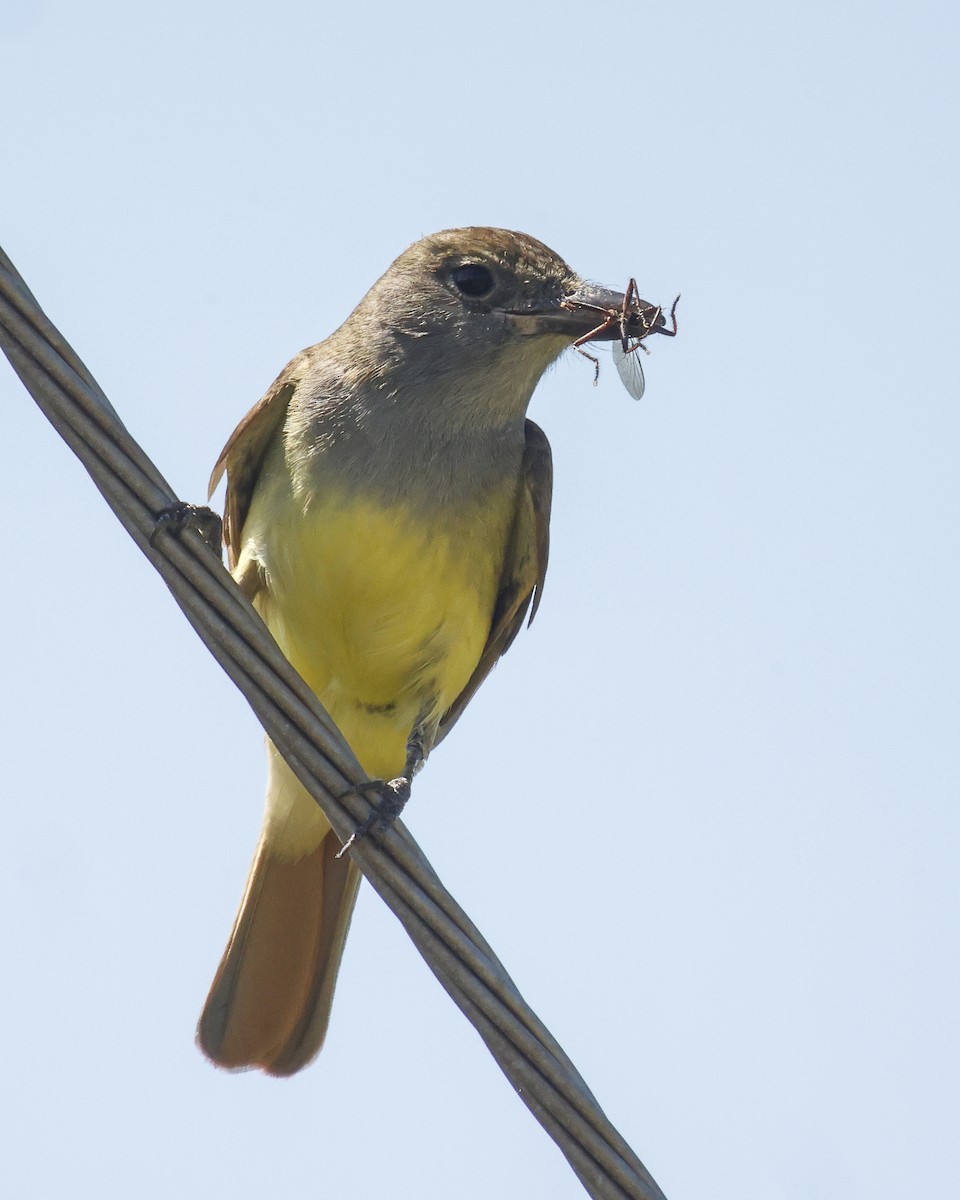 Great Crested Flycatcher - ML620062806