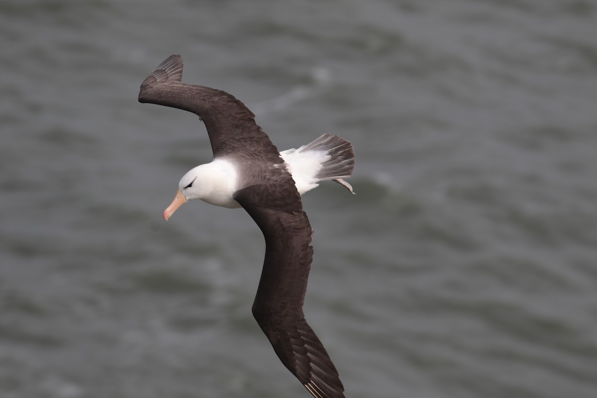 albatros černobrvý - ML620062811