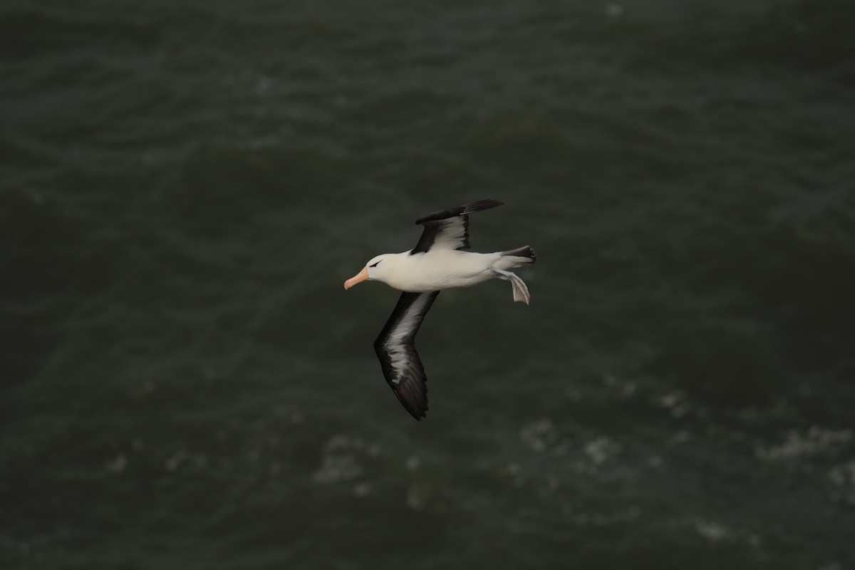 Чернобровый альбатрос - ML620062812