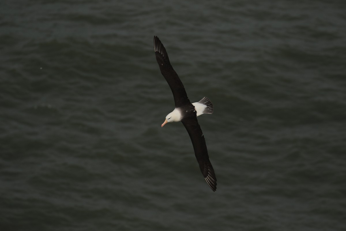 Чернобровый альбатрос - ML620062814