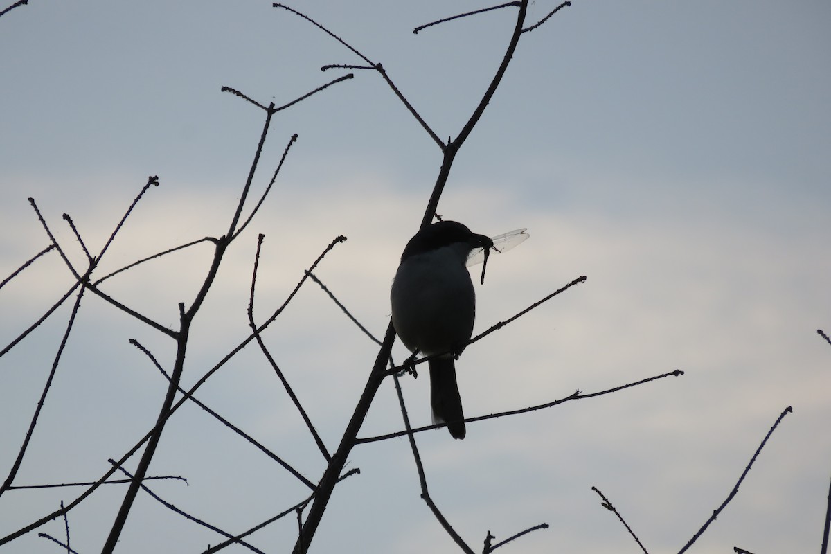 Loggerhead Shrike - ML620062823