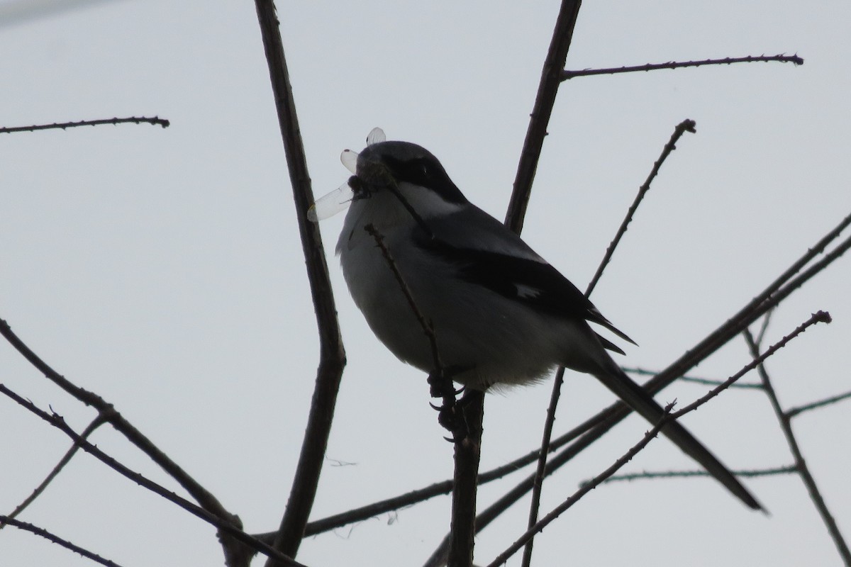 Loggerhead Shrike - ML620062825