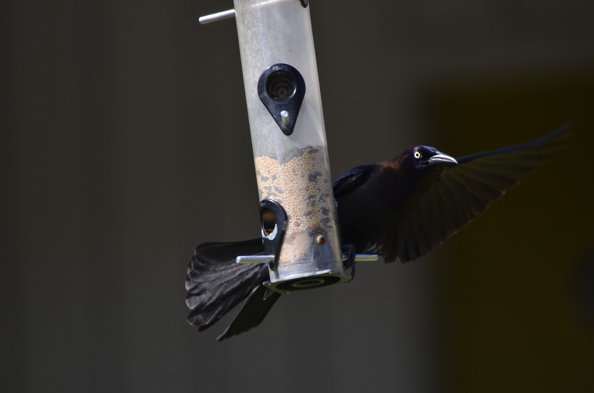 Common Grackle - Tim Horvath