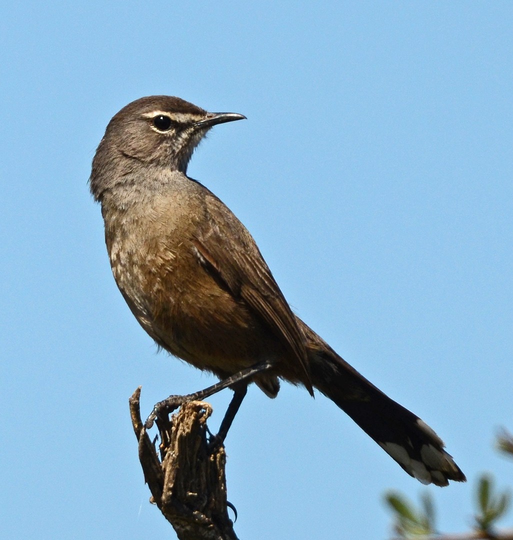 Karoo Scrub-Robin - ML620062851