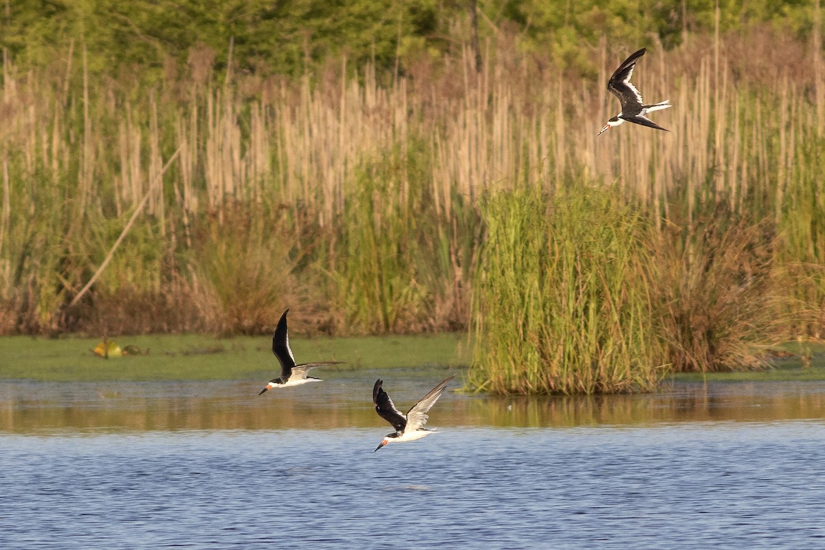 Black Skimmer - ML620062852