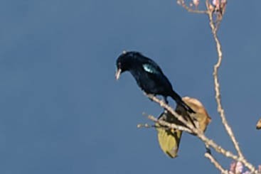Hair-crested Drongo - ML620062854