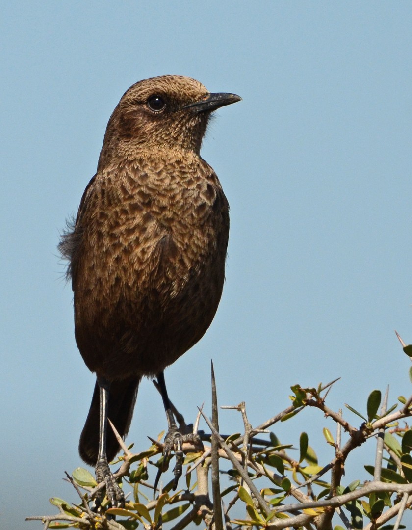 Southern Anteater-Chat - ML620062855