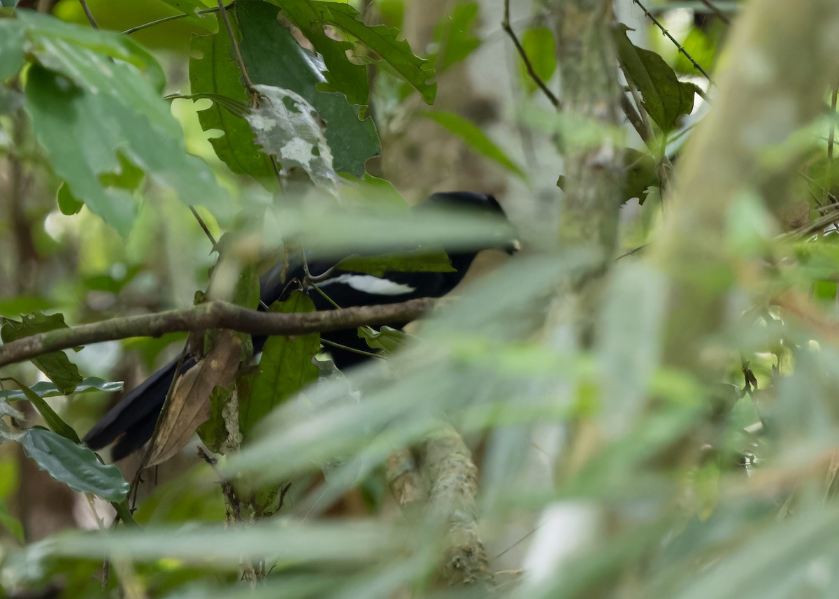 Black Magpie (Malayan) - ML620062861
