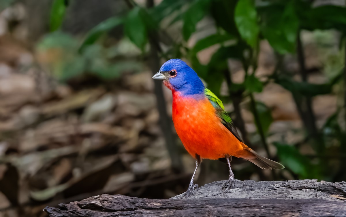 Painted Bunting - ML620062882
