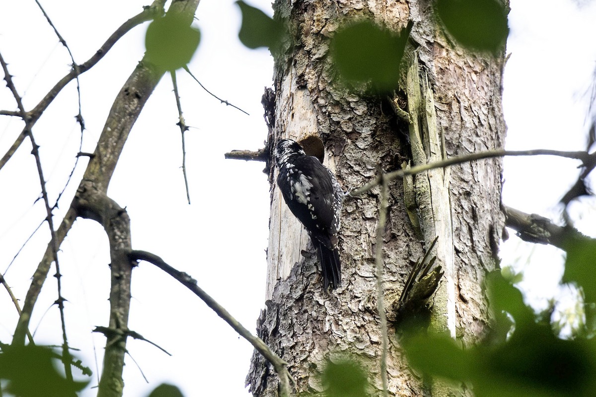 Eurasian Three-toed Woodpecker - ML620062889