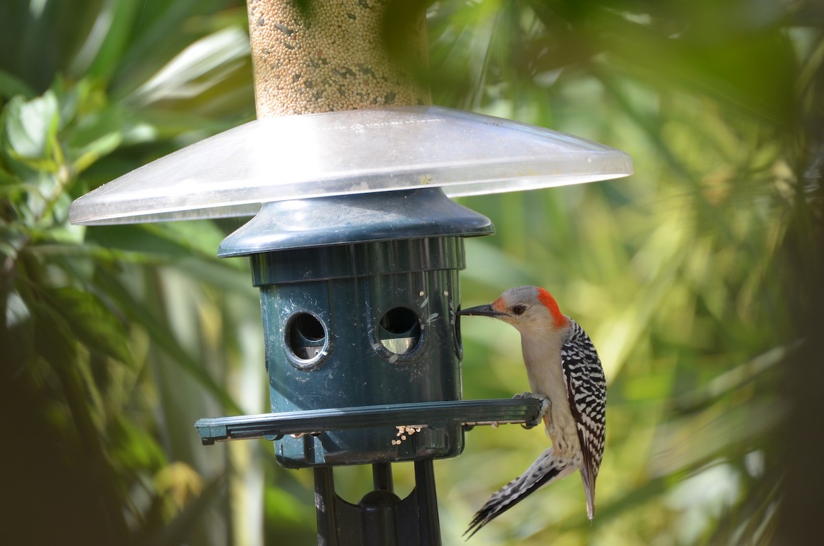 Red-bellied Woodpecker - ML620062892