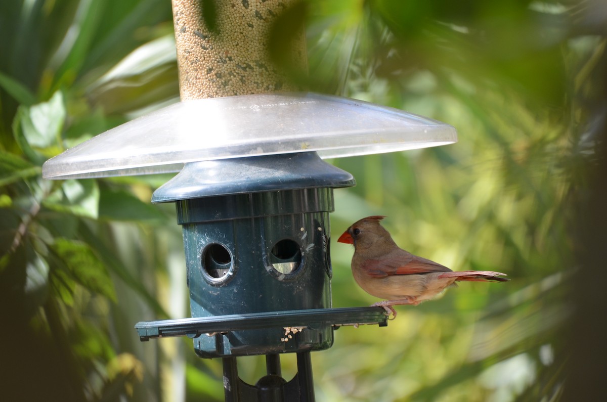 Northern Cardinal - ML620062897