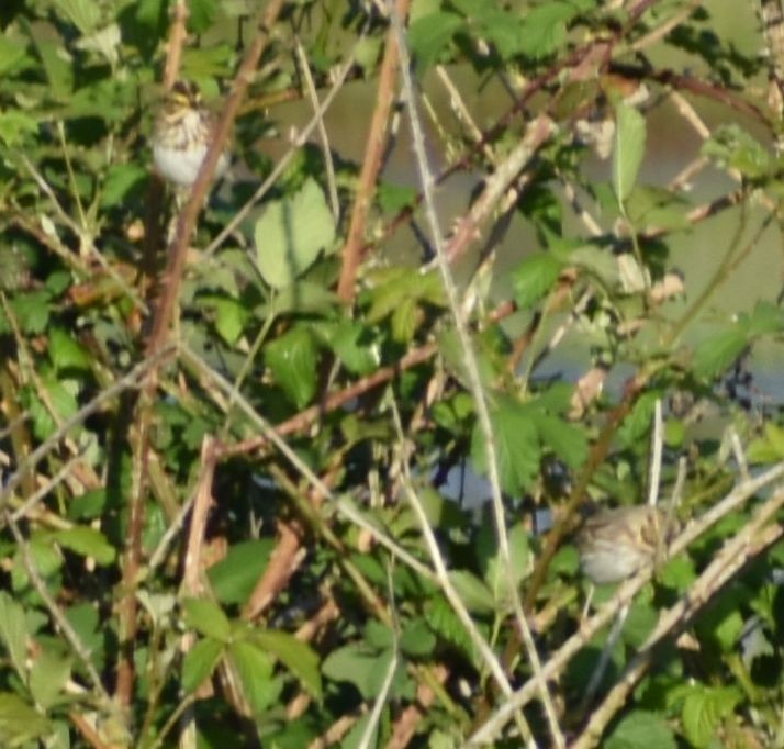 Savannah Sparrow - ML620062901