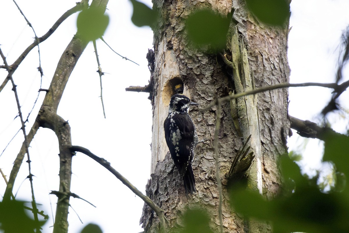 Eurasian Three-toed Woodpecker - ML620062909