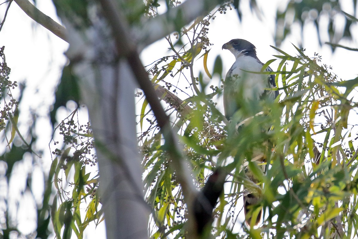 Black Goshawk - ML620062912