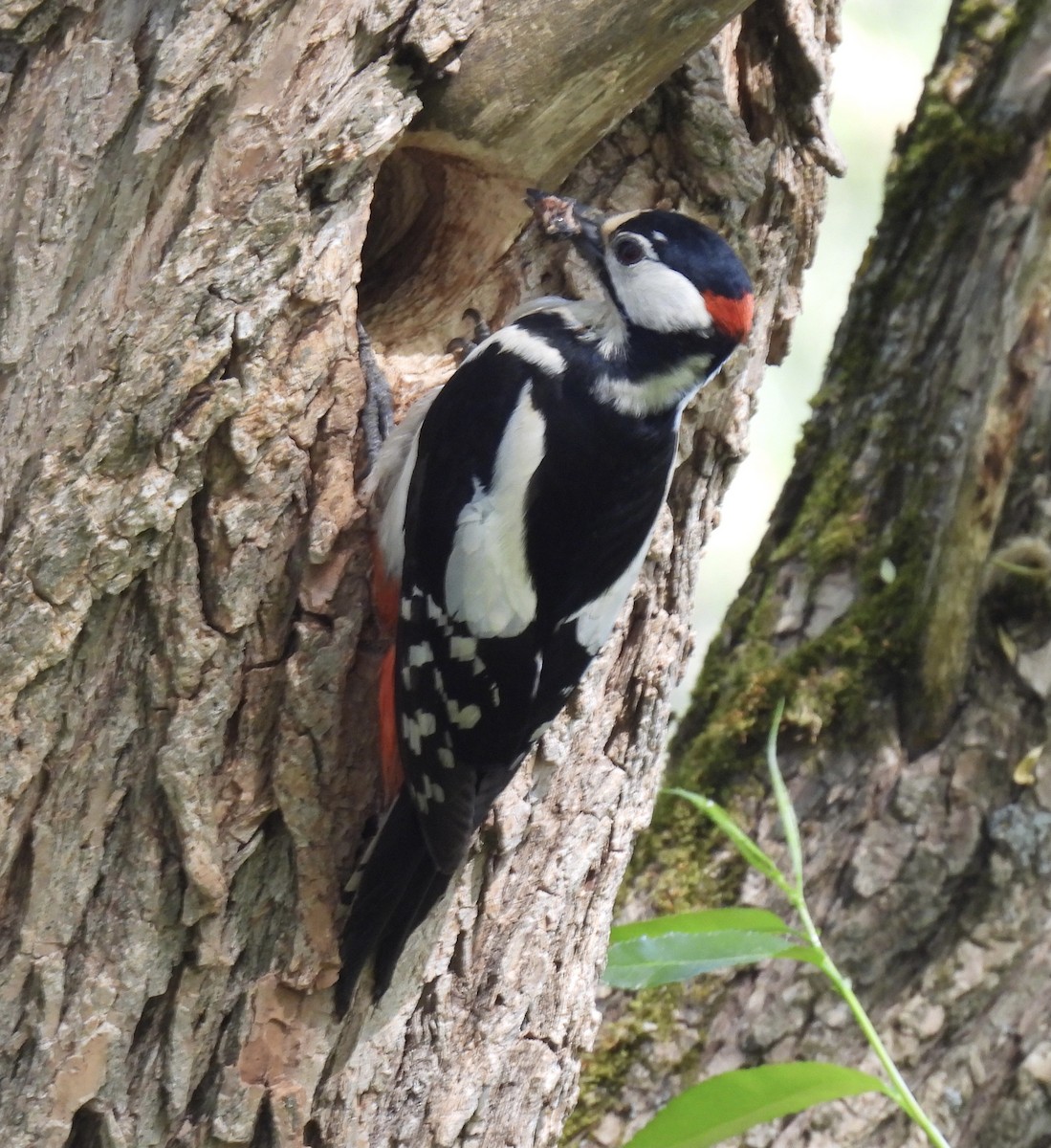 Great Spotted Woodpecker - ML620062921