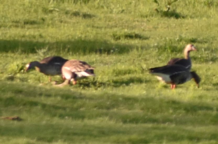 Greater White-fronted Goose - ML620062925
