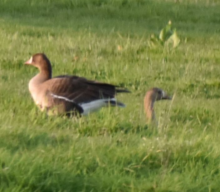 Greater White-fronted Goose - ML620062926