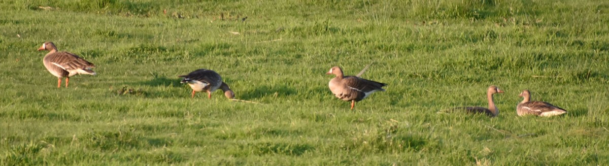 Greater White-fronted Goose - ML620062927