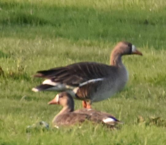 Greater White-fronted Goose - ML620062928