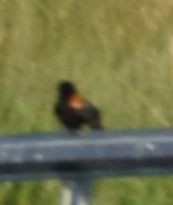 Red-winged Blackbird - ML620062965