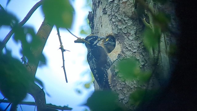 Eurasian Three-toed Woodpecker - ML620062972