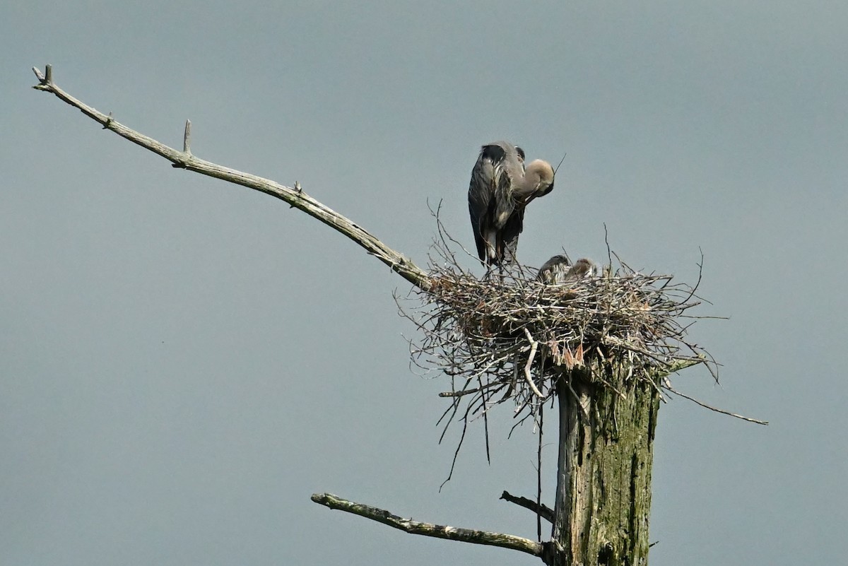 Garza Azulada - ML620062974