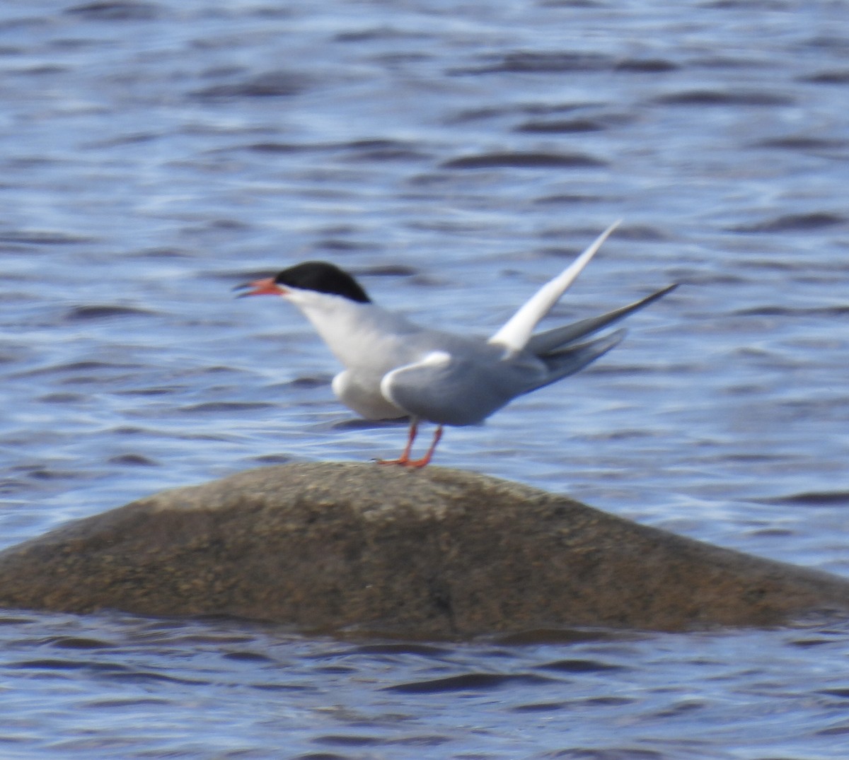 Common Tern - ML620062993