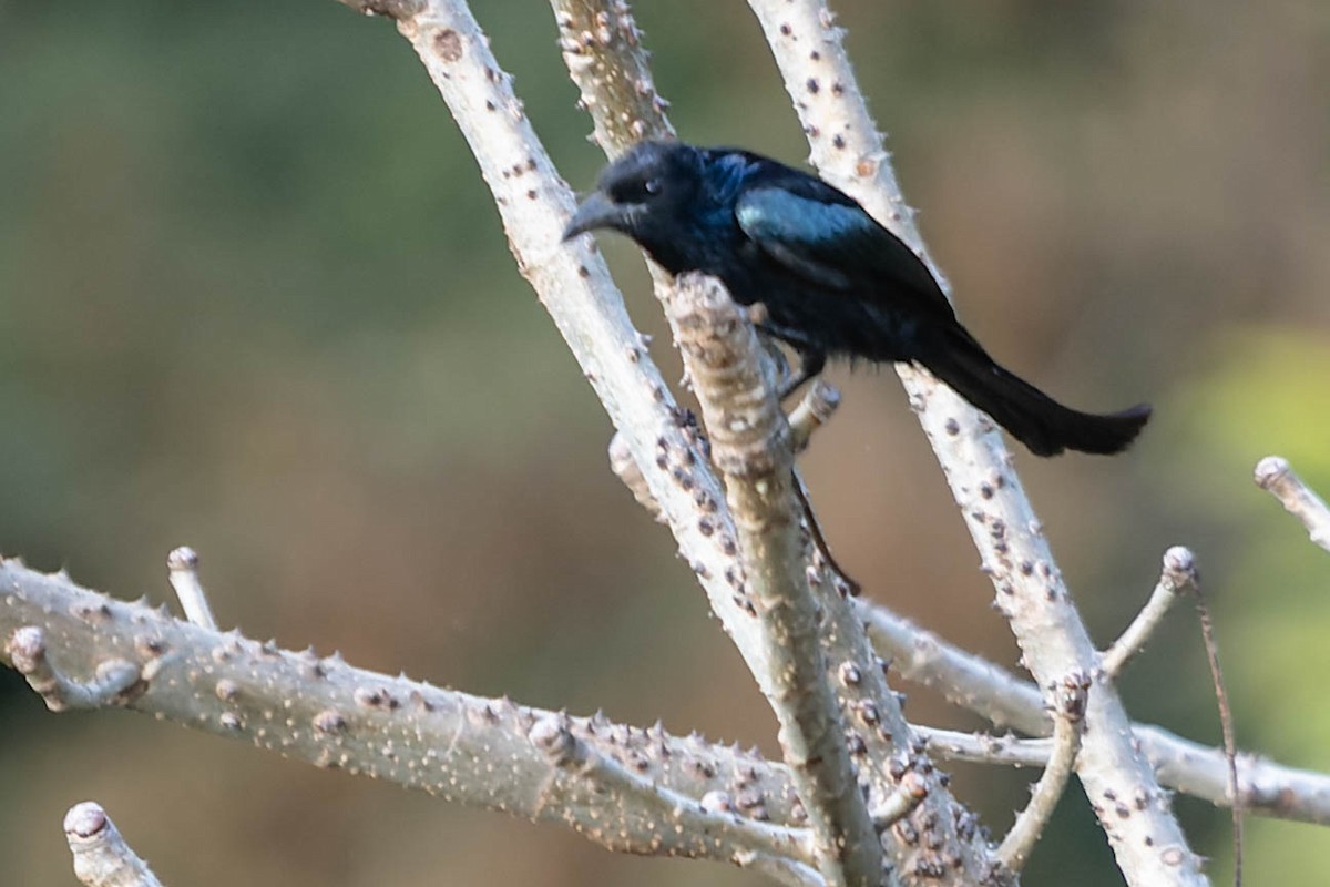 Hair-crested Drongo - ML620063003