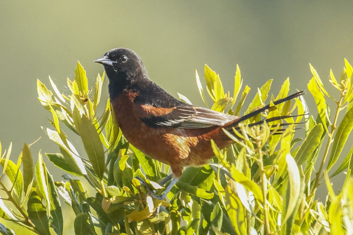 Orchard Oriole - ML620063006