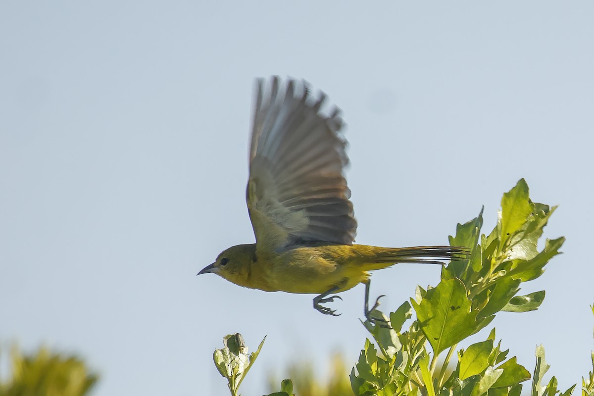 Orchard Oriole - ML620063007