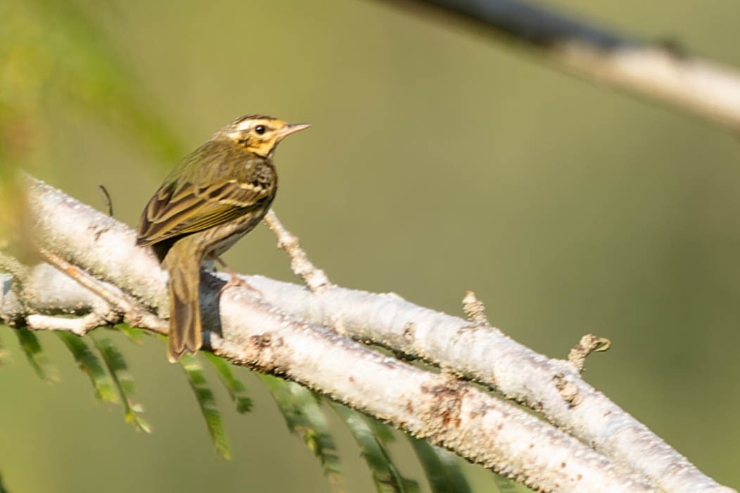 Olive-backed Pipit - ML620063020