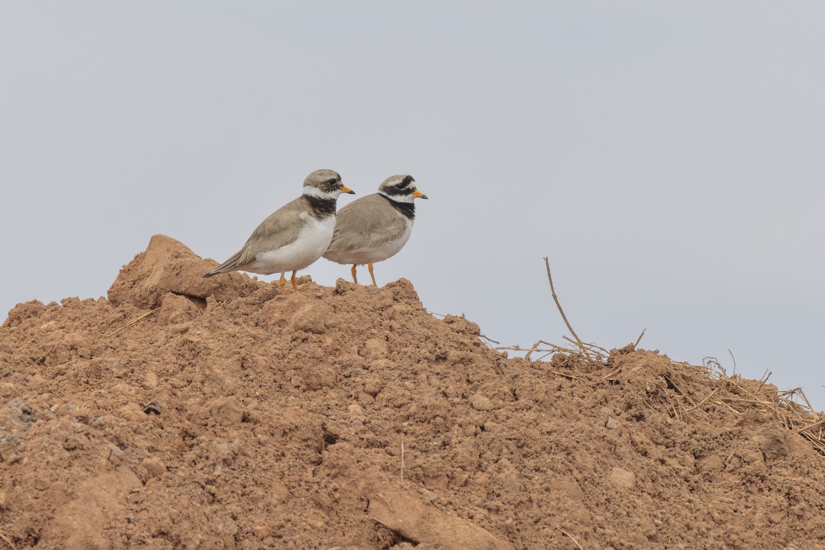 Common Ringed Plover - ML620063027