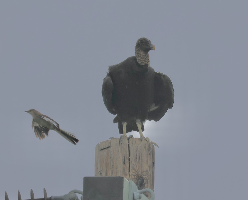 Black Vulture - ML620063040