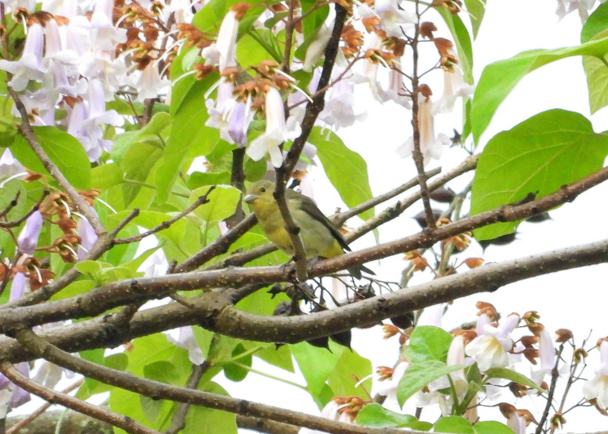 Scarlet Tanager - ML620063045