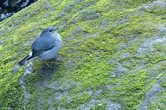 Plumbeous Redstart - ML620063048