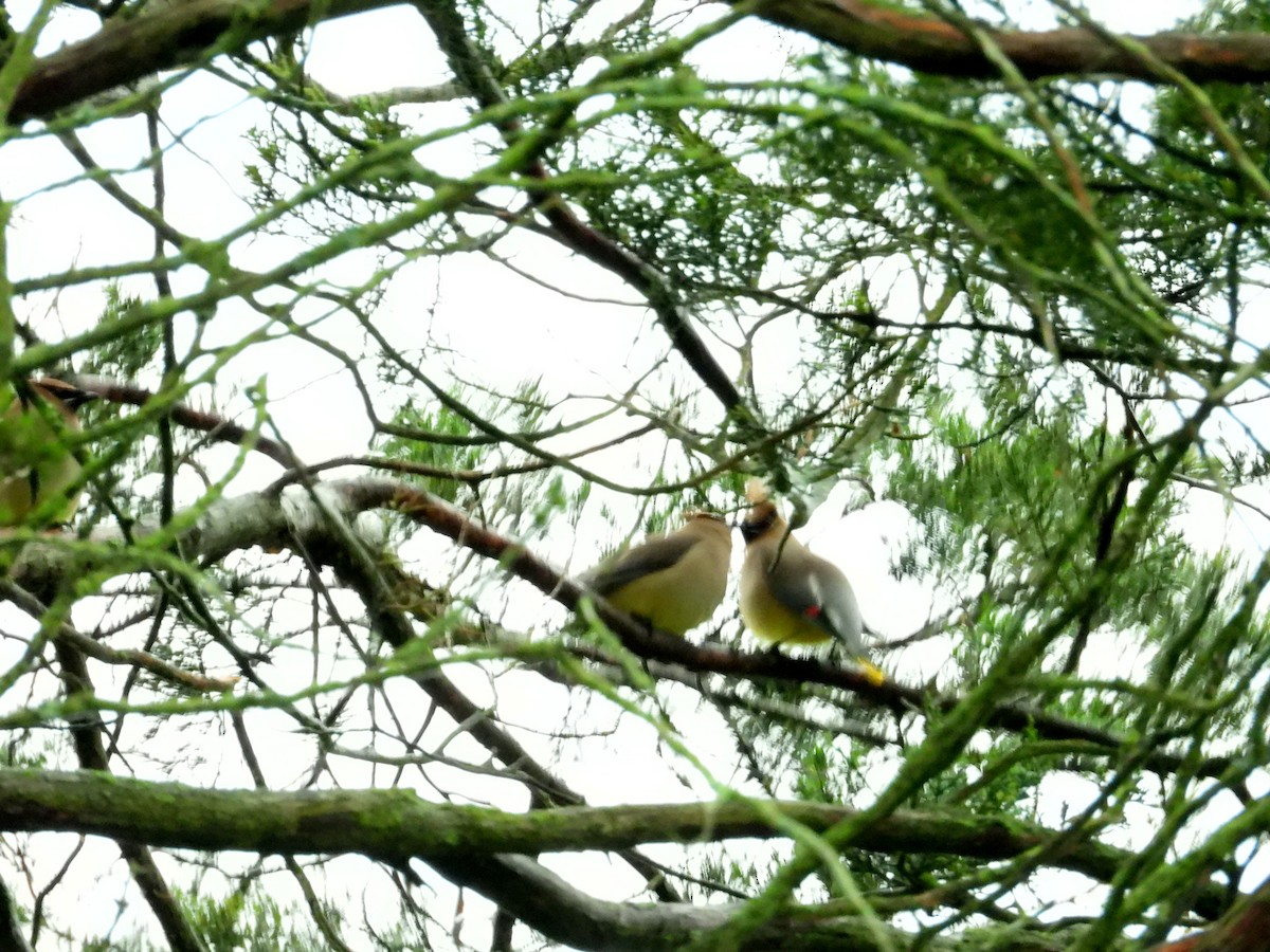 Cedar Waxwing - ML620063061