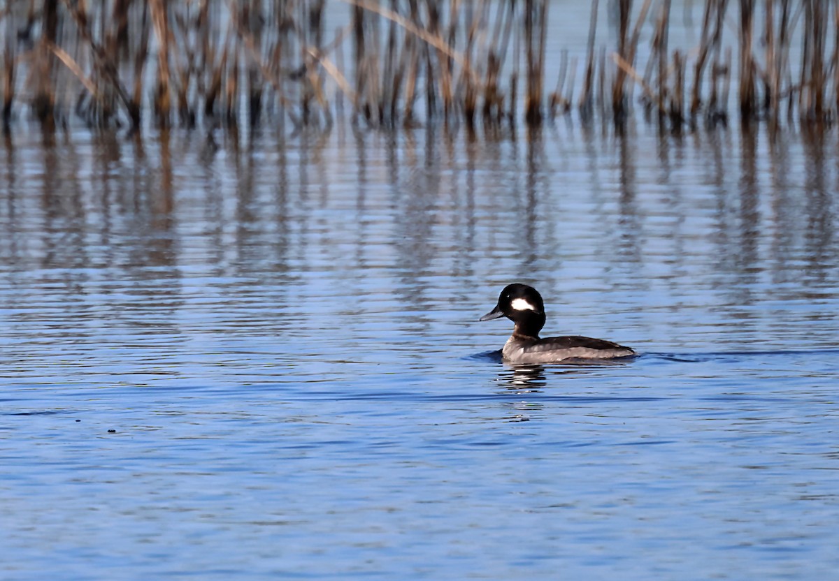 Bufflehead - ML620063063