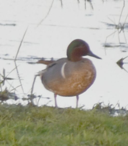 Green-winged Teal (American) - Sally Anderson