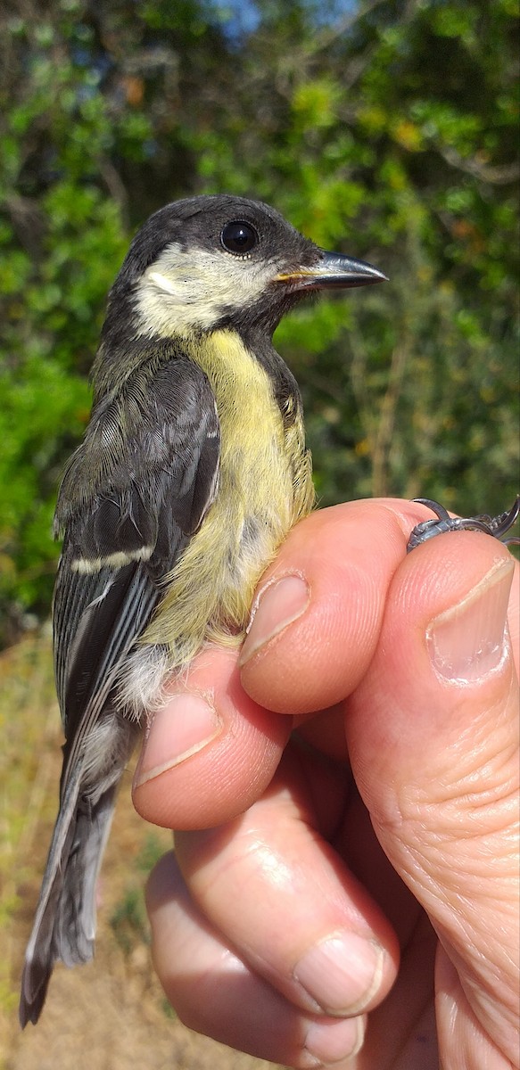 Mésange charbonnière - ML620063082