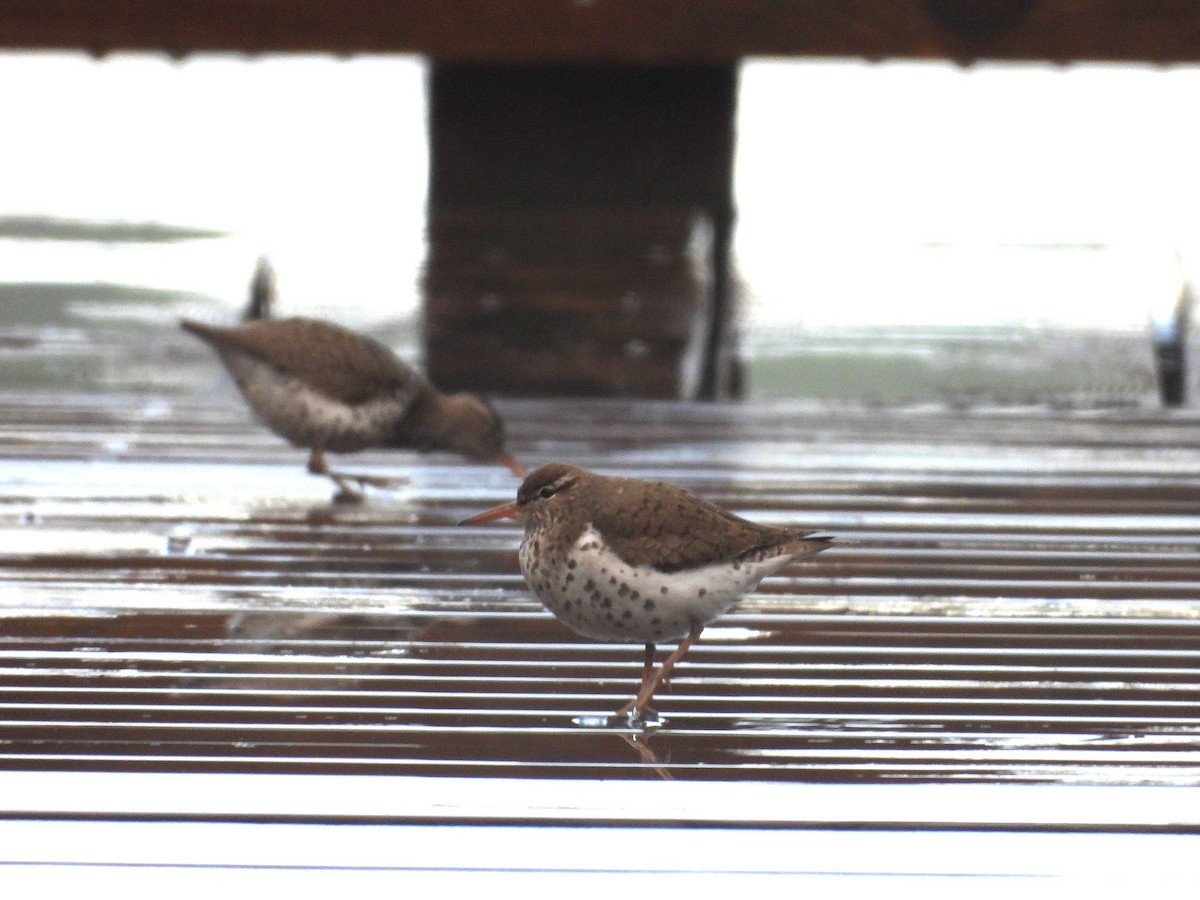 Spotted Sandpiper - ML620063117