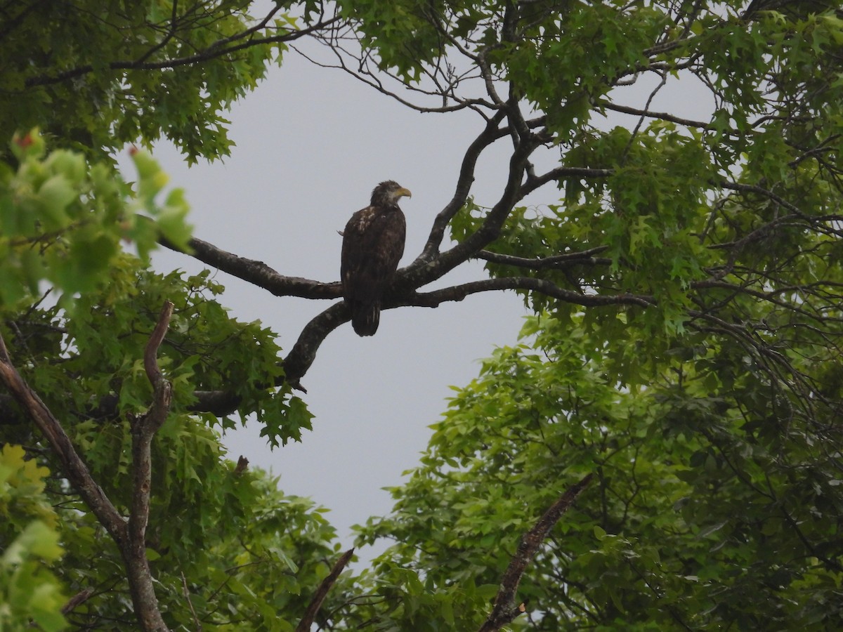 Bald Eagle - ML620063125