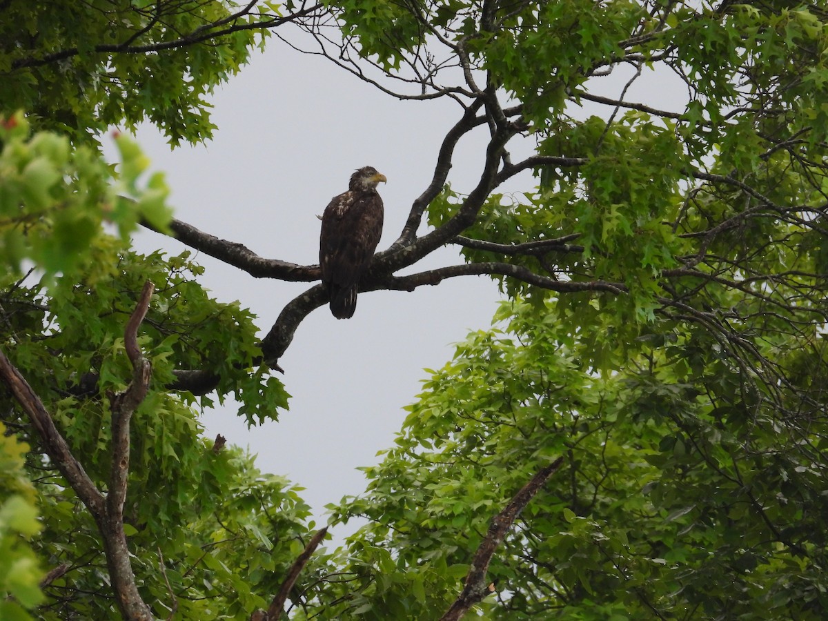 Bald Eagle - ML620063132