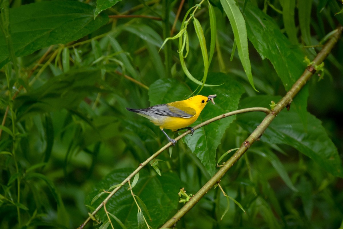 Prothonotary Warbler - ML620063133