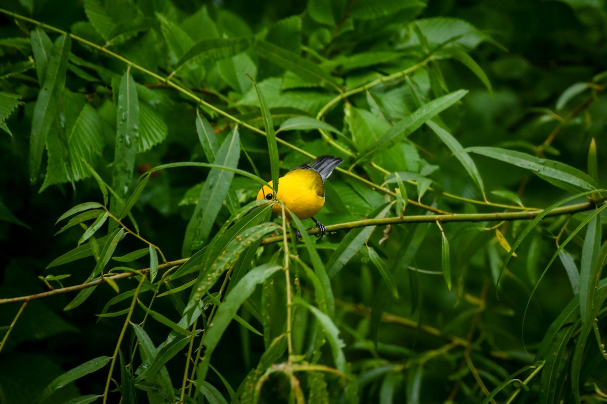 Prothonotary Warbler - ML620063135