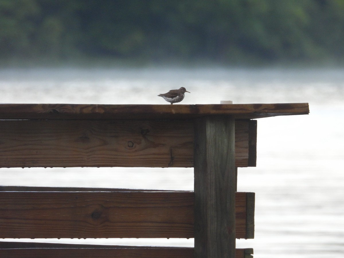 Spotted Sandpiper - ML620063136